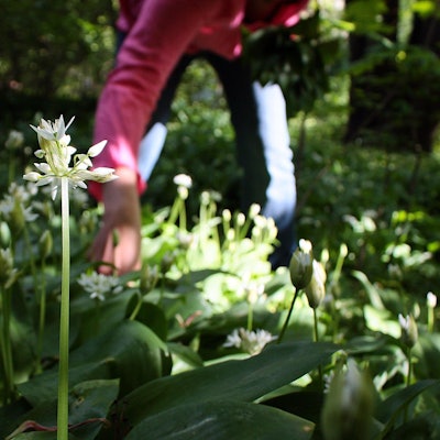 Bärlauch_dpa_5FA4B0006F0B332C