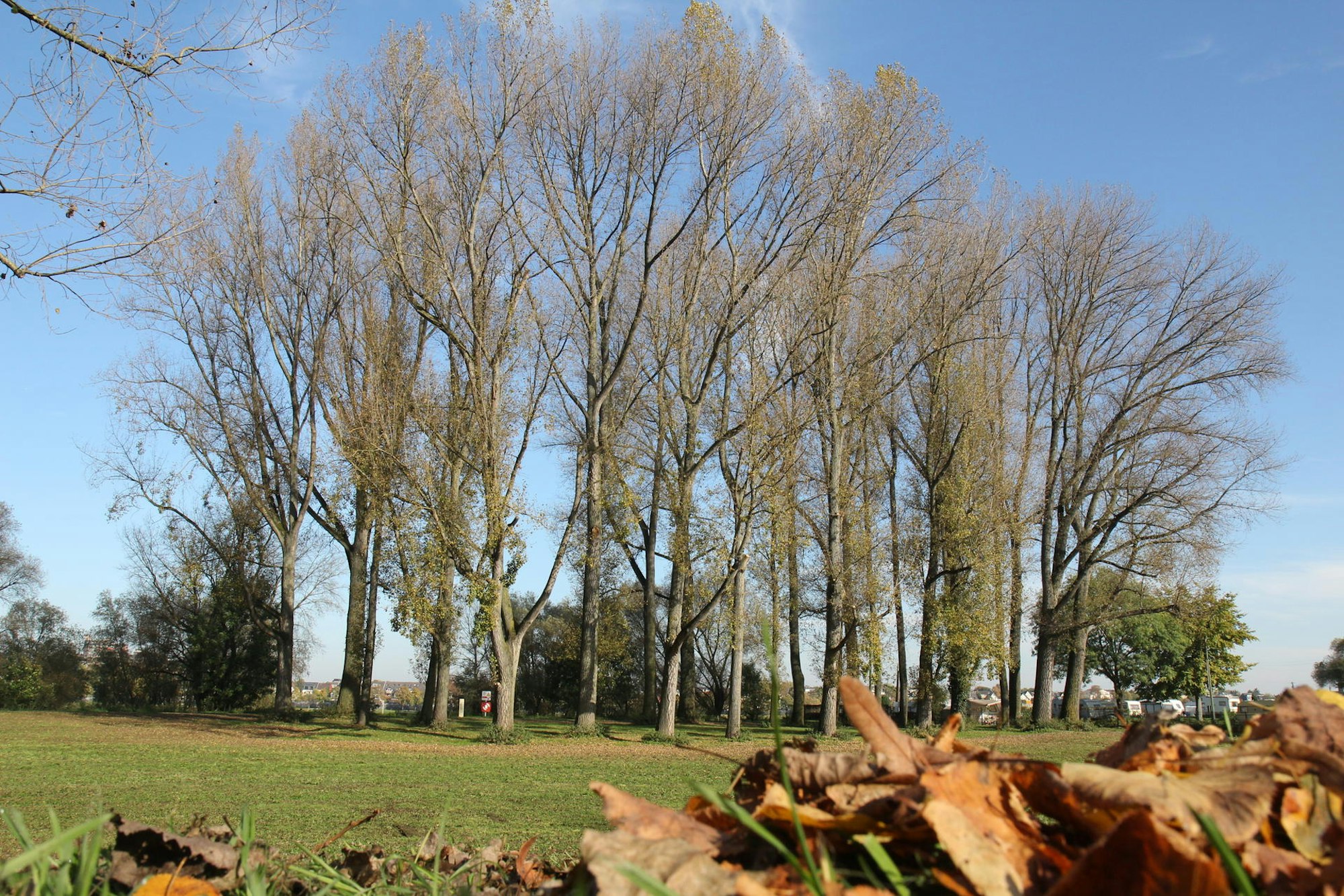 rem_baumkataster_033