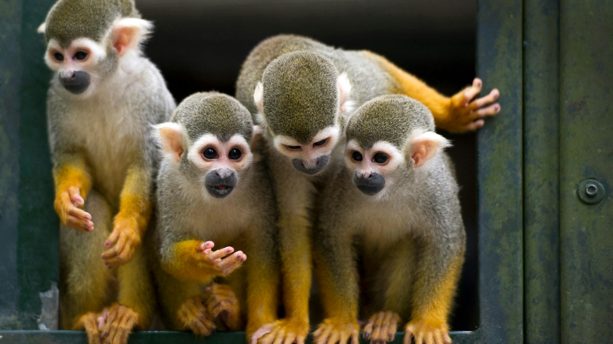 Vier Affen an einem Austritt.
