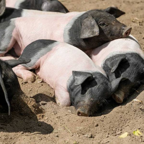 Schweinchen Zoo1