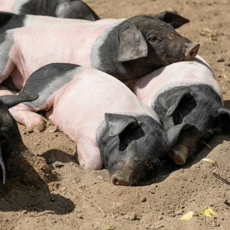 Schweinchen Zoo1