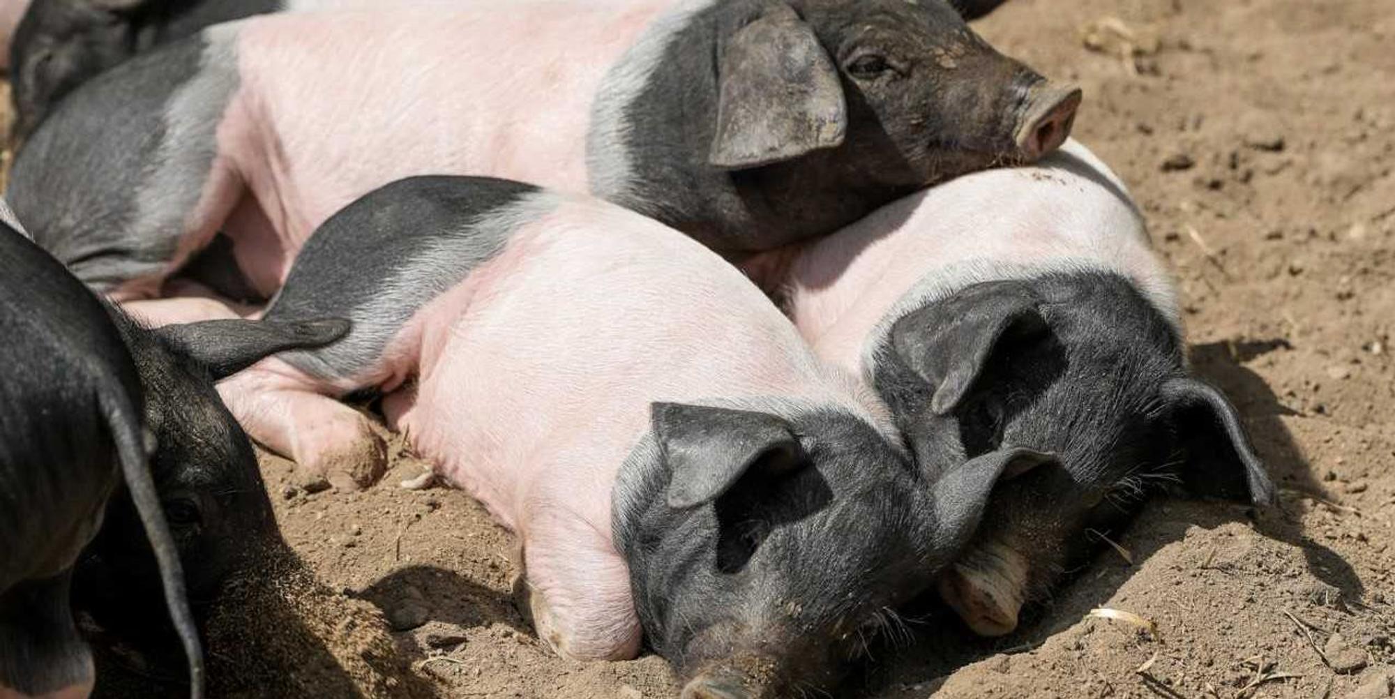 Schweinchen Zoo1