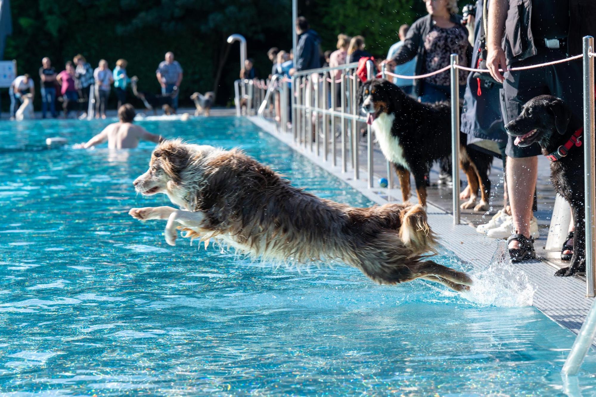 hundeschwimmenstadionbad5