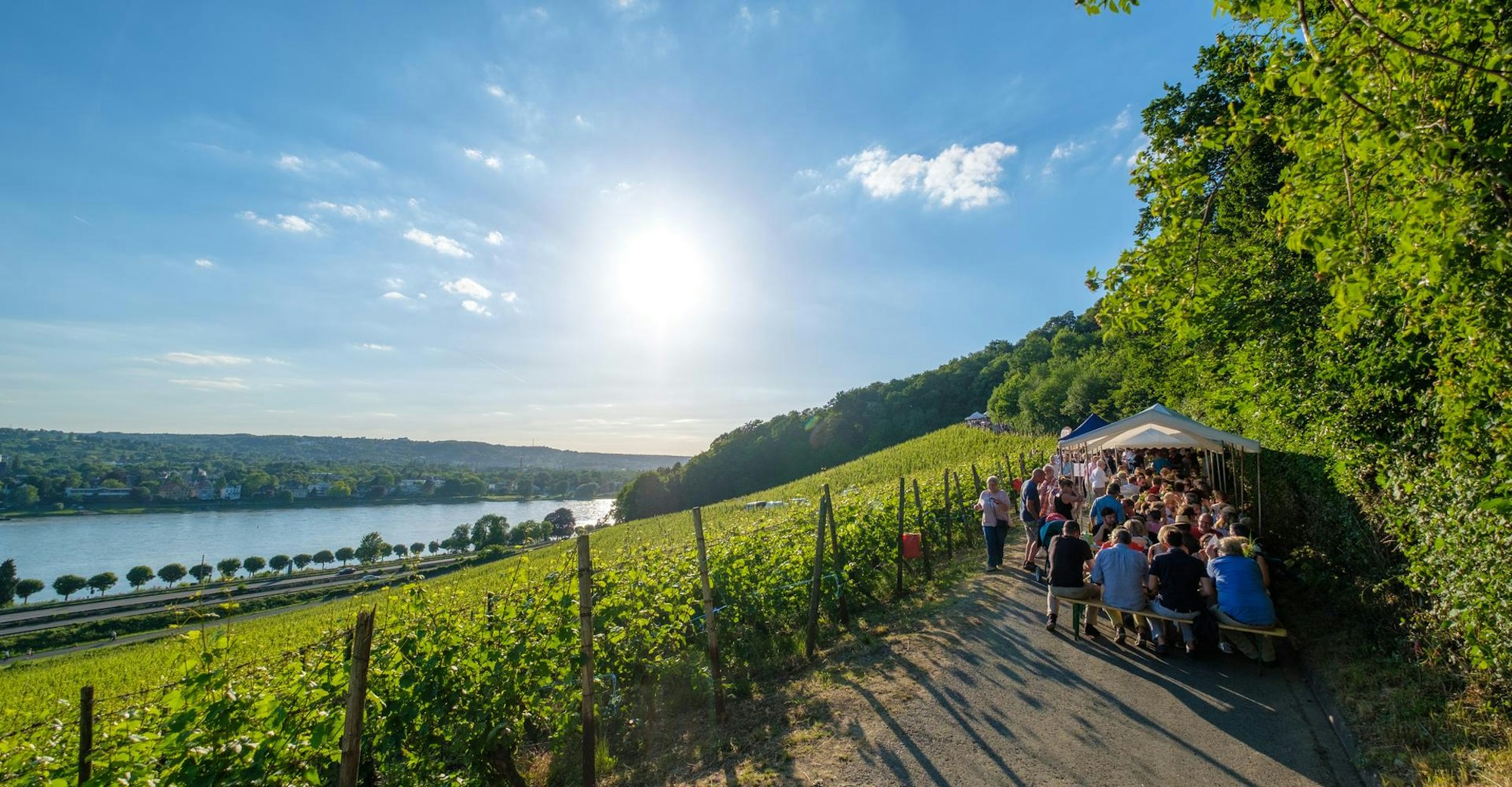 Wein am Rhein10