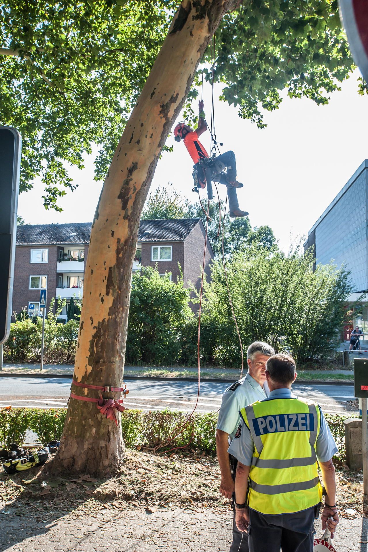 leichlingen-der-Baum1