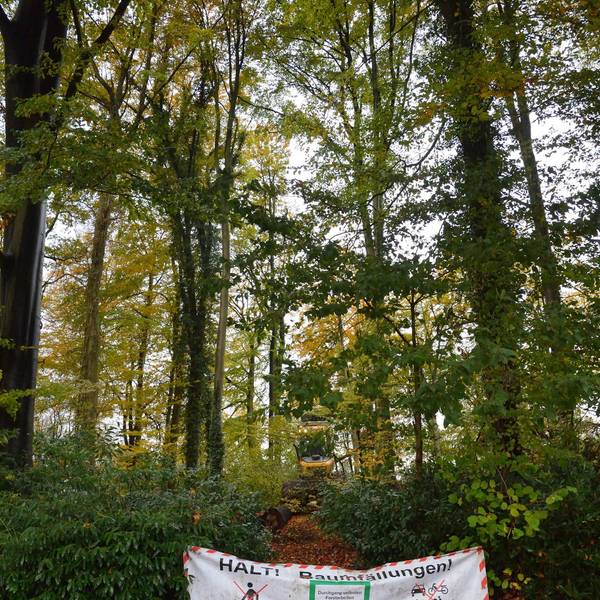 Wald Dürscheidt