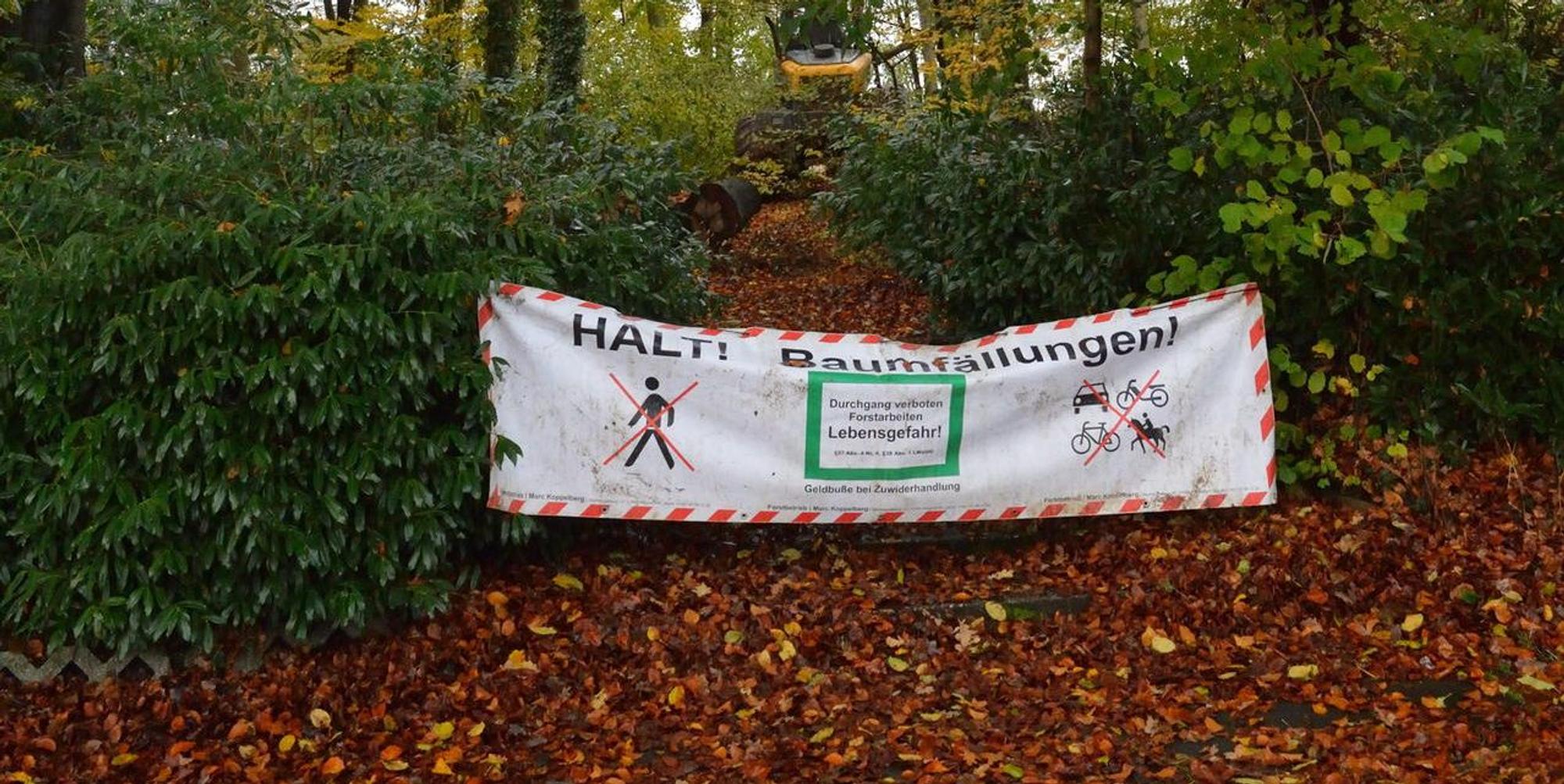 Wald Dürscheidt