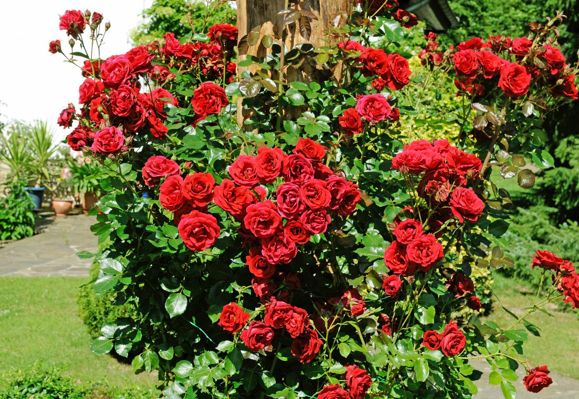 Rote Rosen
