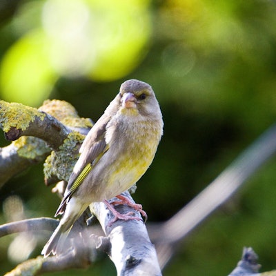 Grünfink Günter Lessenich