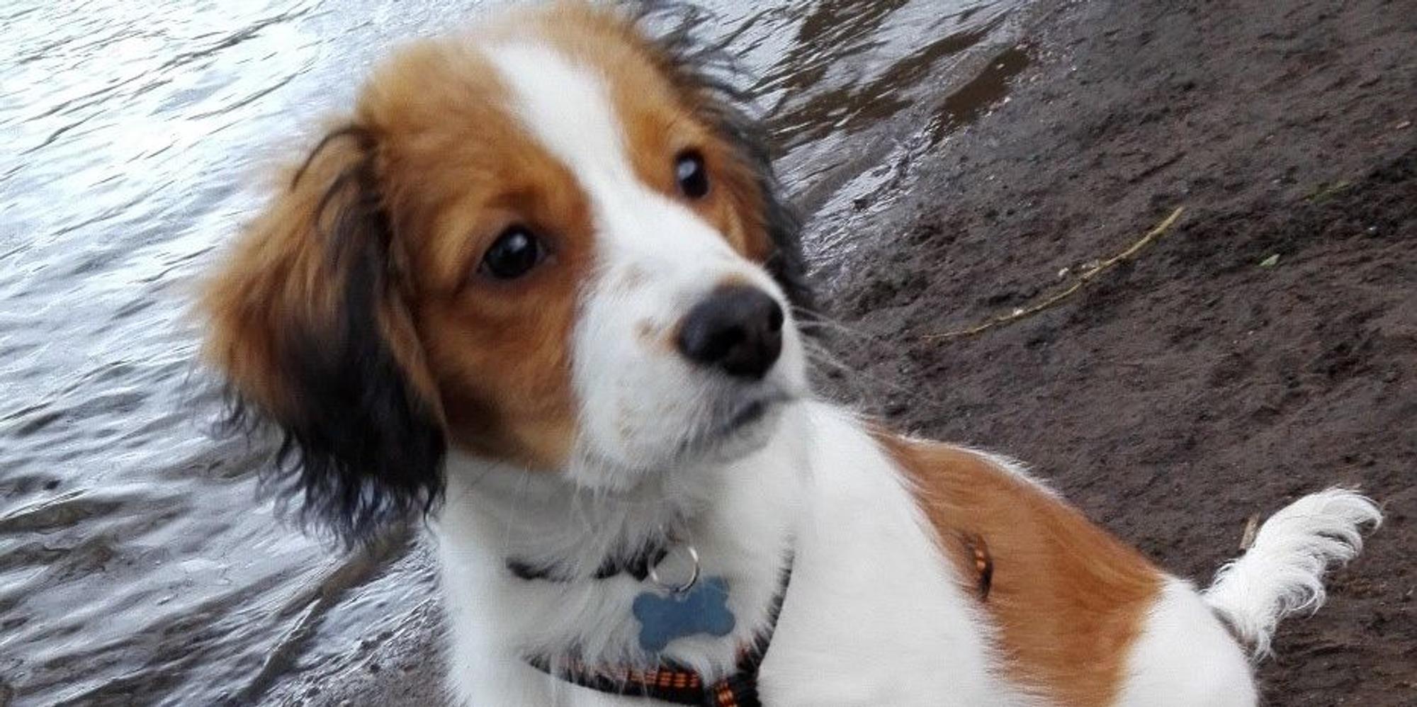 le-Hund-Elmo-BKO