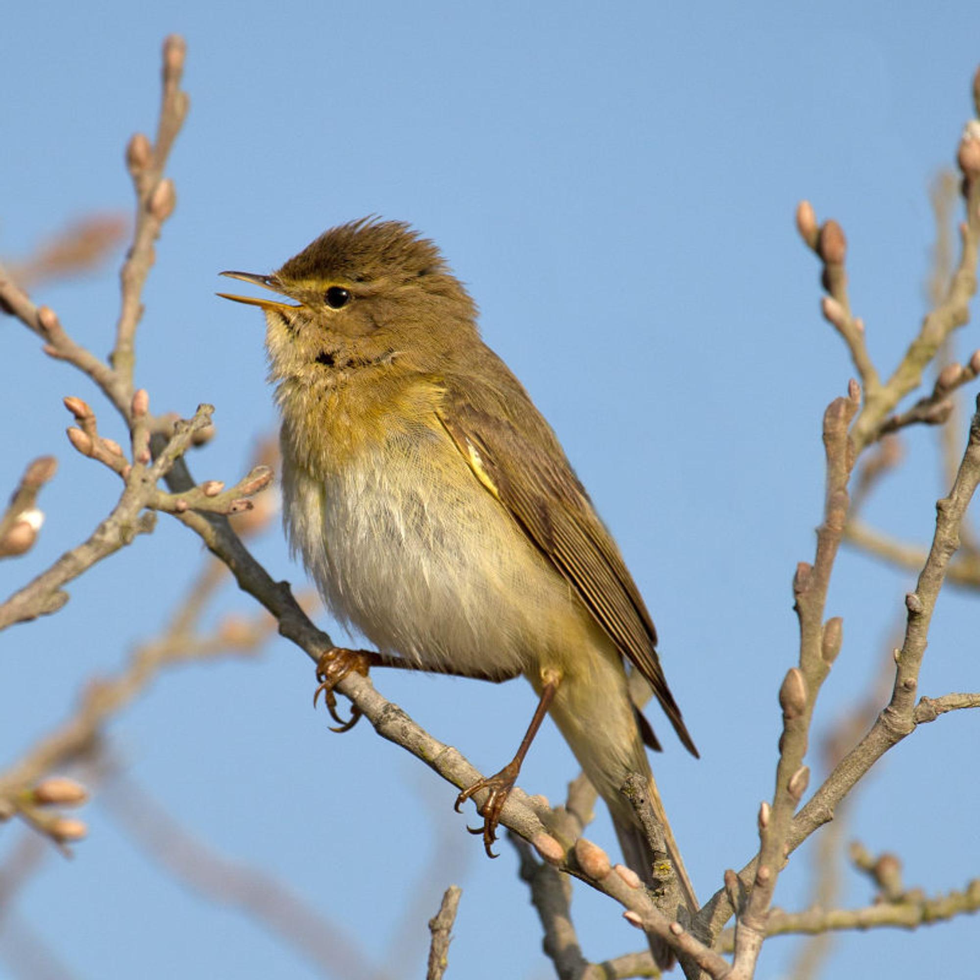 Ein Vogel der Art Fitis sitzt auf einem Ast, sein Gefieder ist graun-gelblich. Der Vogel füllt fast das gesamte Bild aus. Der Baum ist noch kahl, es zeigen sich Knospen an den Ästen.