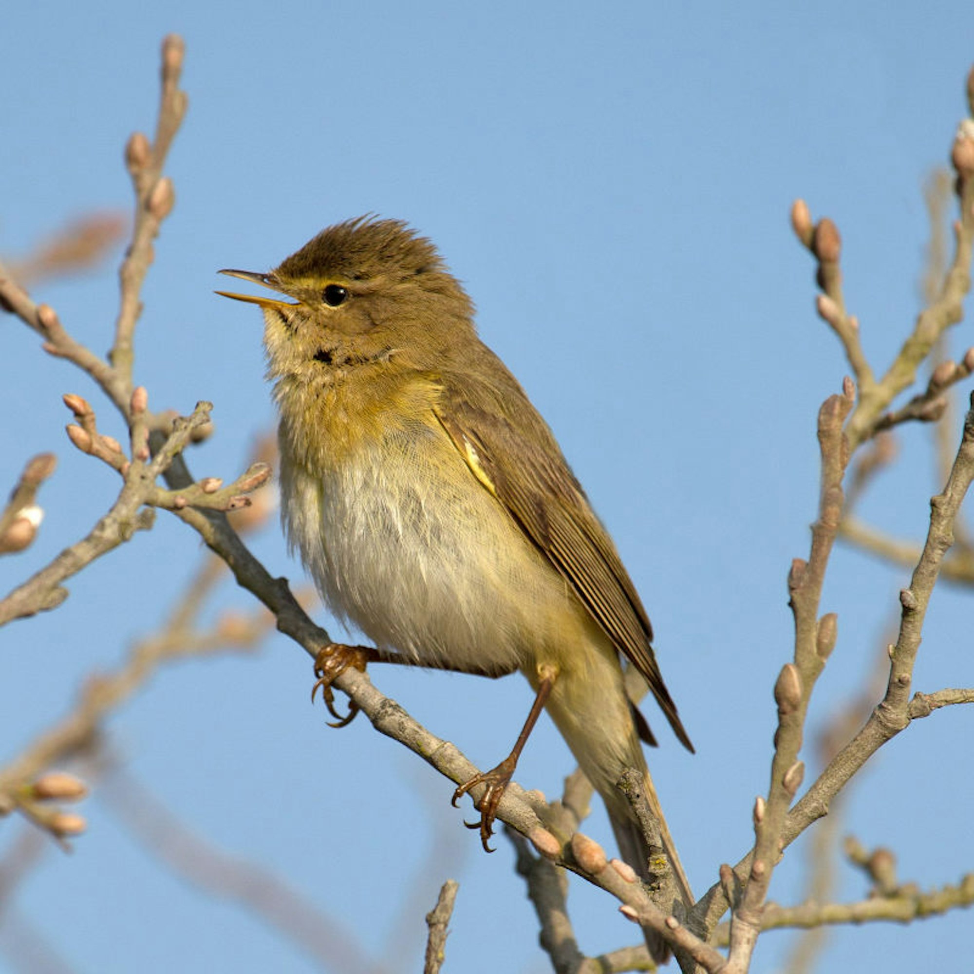Ein Vogel der Art Fitis sitzt auf einem Ast, sein Gefieder ist graun-gelblich. Der Vogel füllt fast das gesamte Bild aus. Der Baum ist noch kahl, es zeigen sich Knospen an den Ästen.