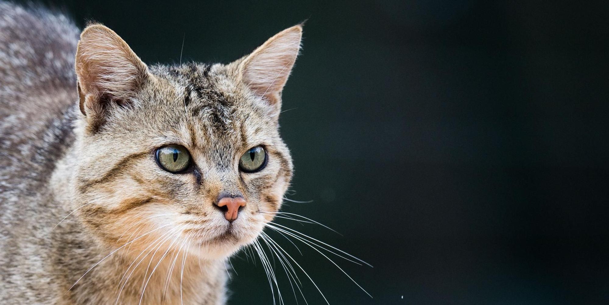 Katze Symbol 240819