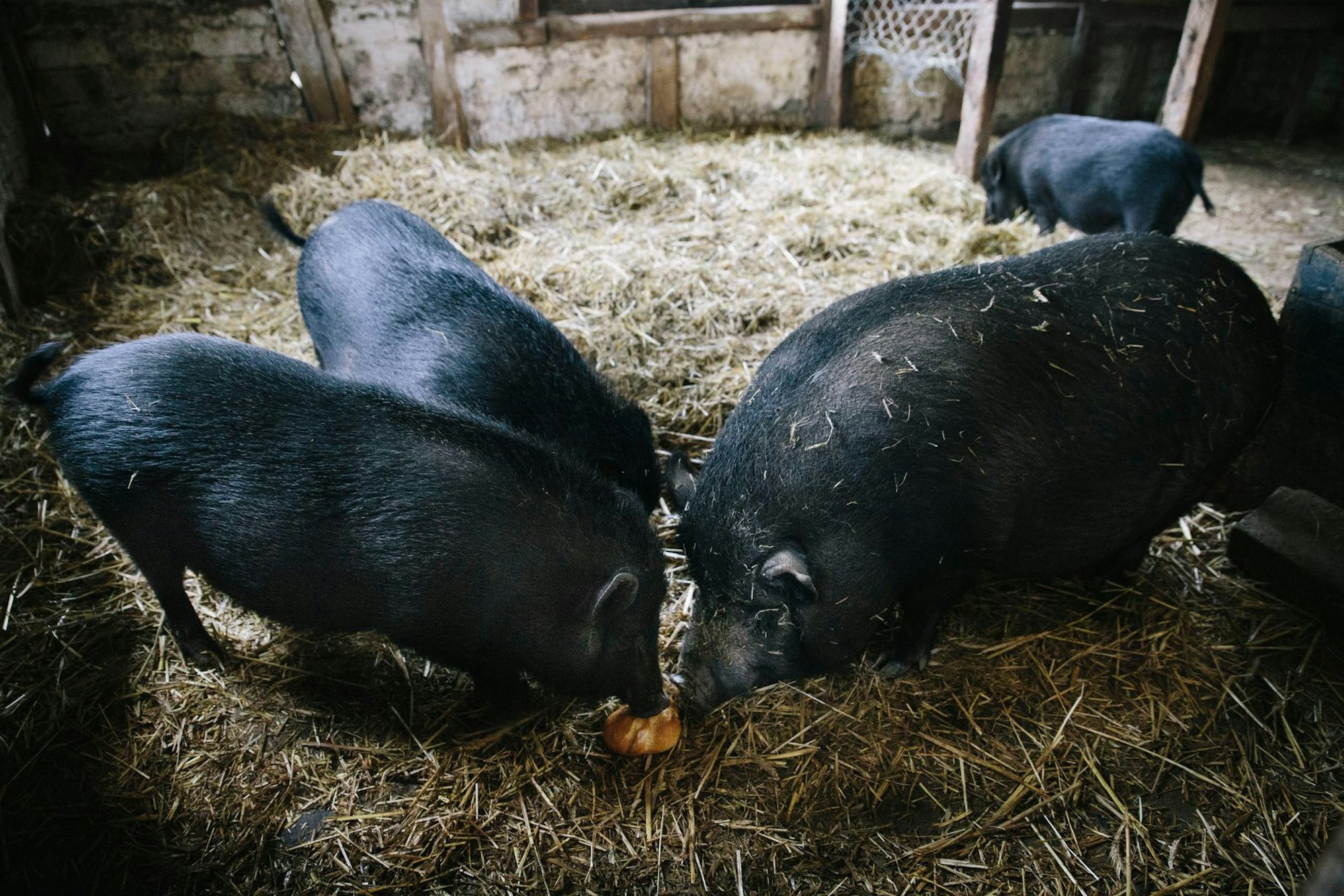 BioBauernhof-0363Jörn Neumann