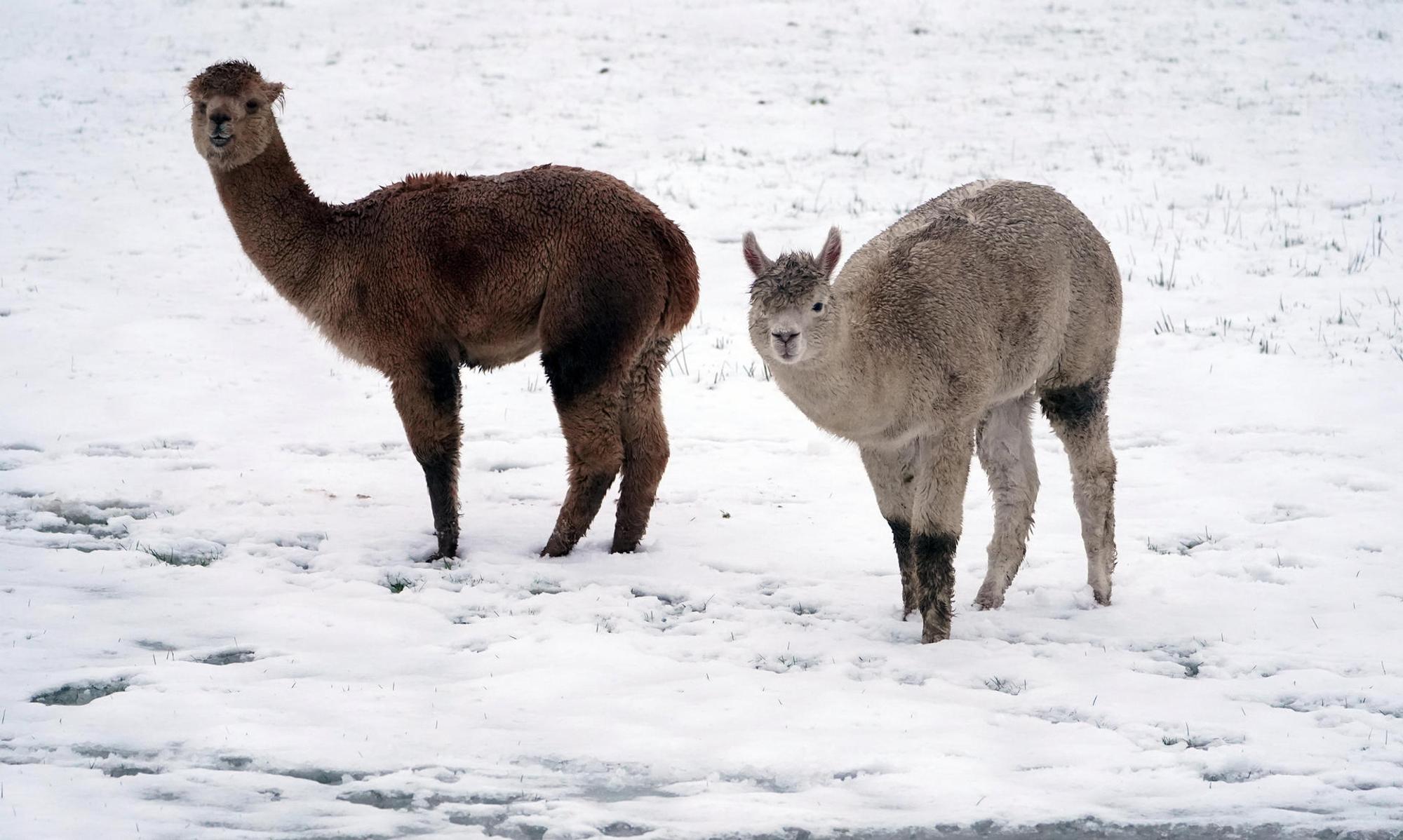 alpakas im schnee