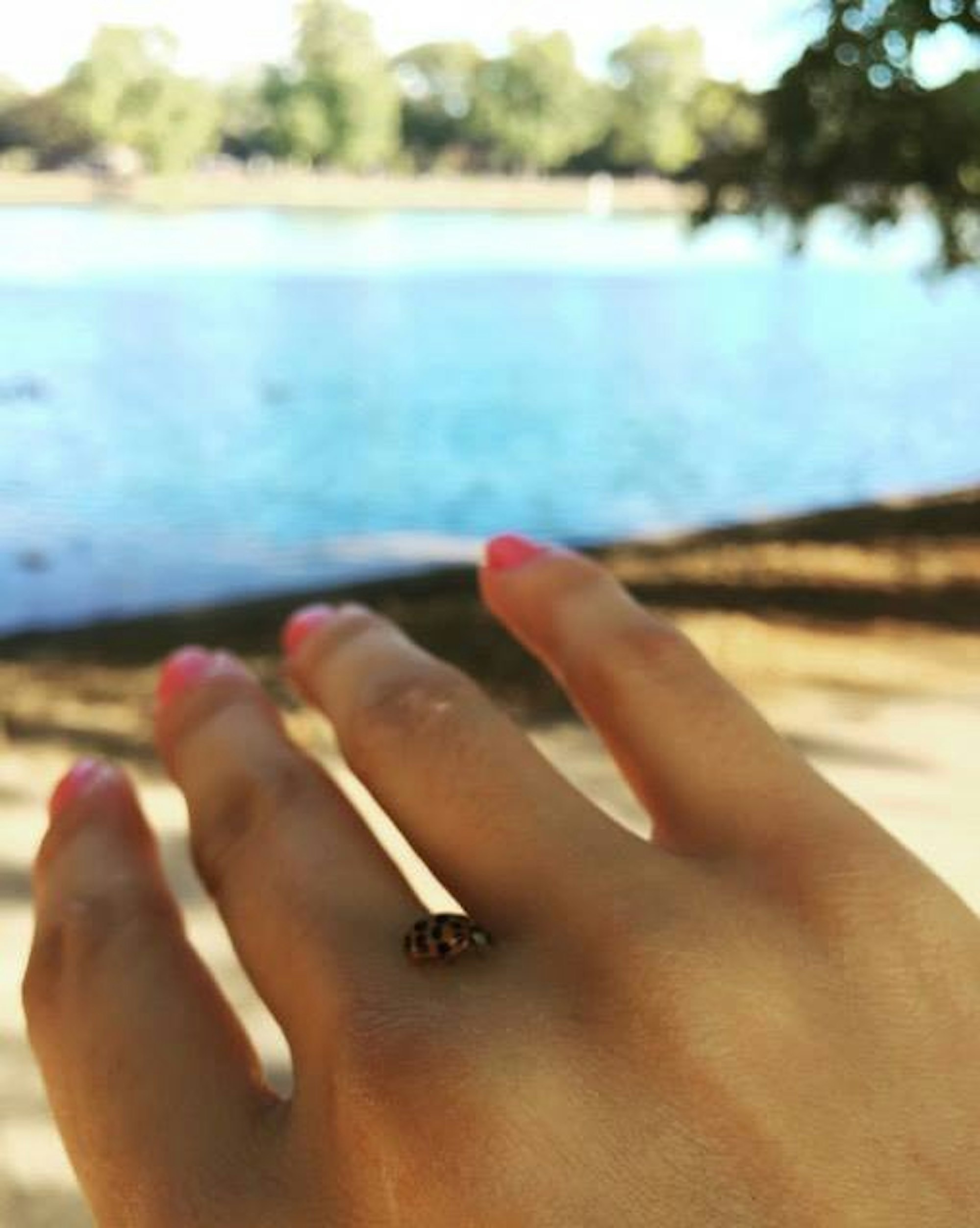 Käfer Aachener Weiher