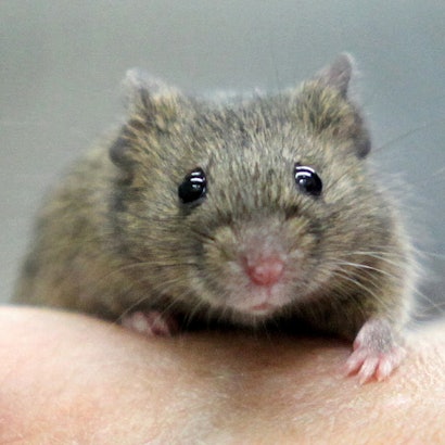 Maus_auf_Hand_ Symbol_dpa