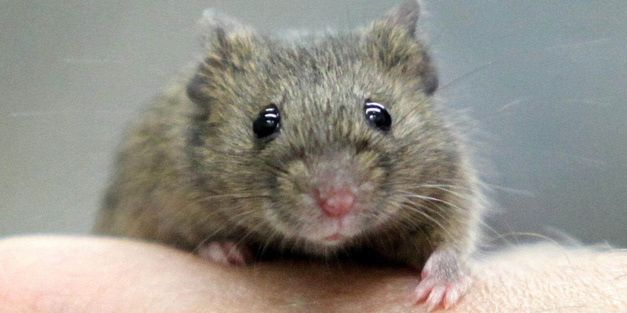 Maus_auf_Hand_ Symbol_dpa
