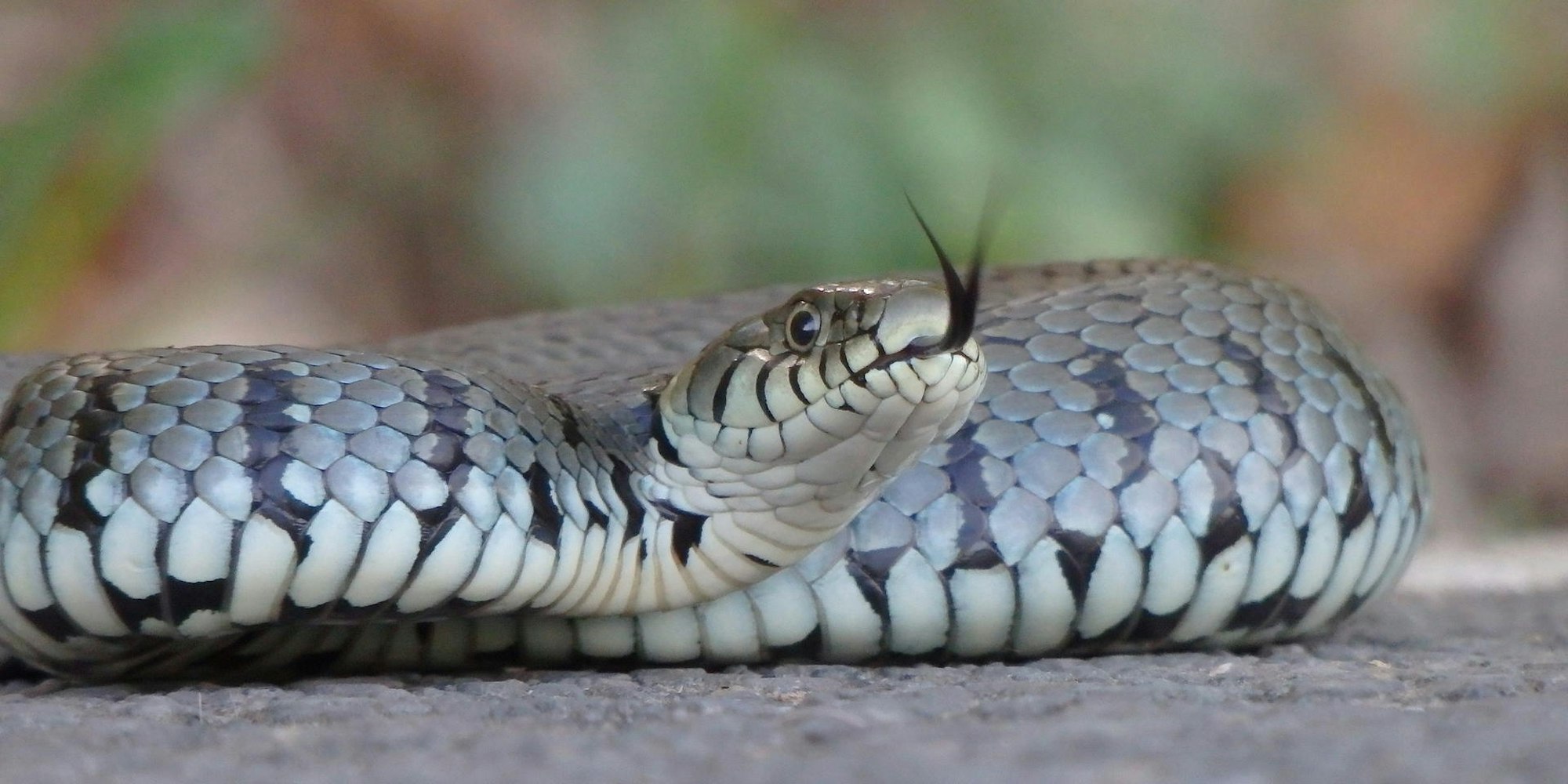 digas-156080254_MDS-KSTA-2018-03-02-71-129762421