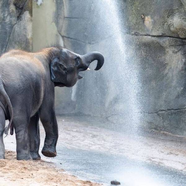 elefant_zoo
