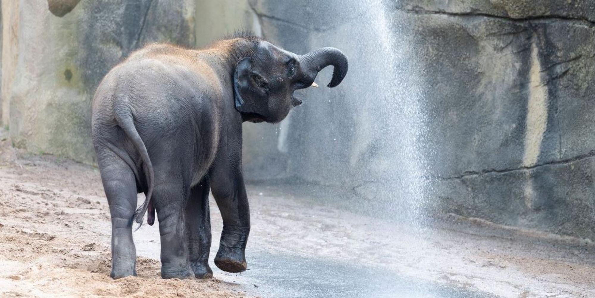 elefant_zoo