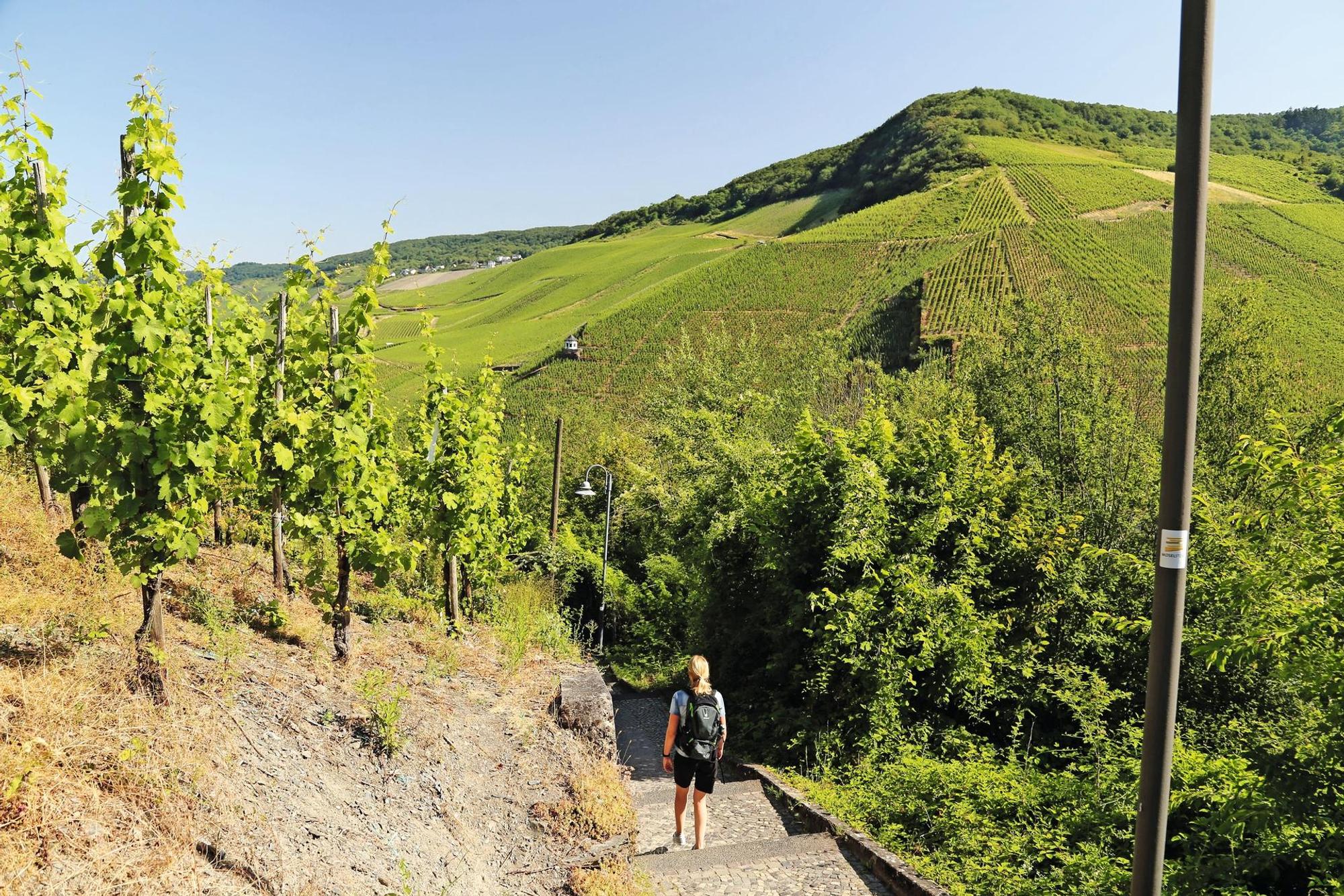 MOSEL15_Wandern auf dem Moselsteig und seinen Seitensprüngen (c) Thomas Sbikowski