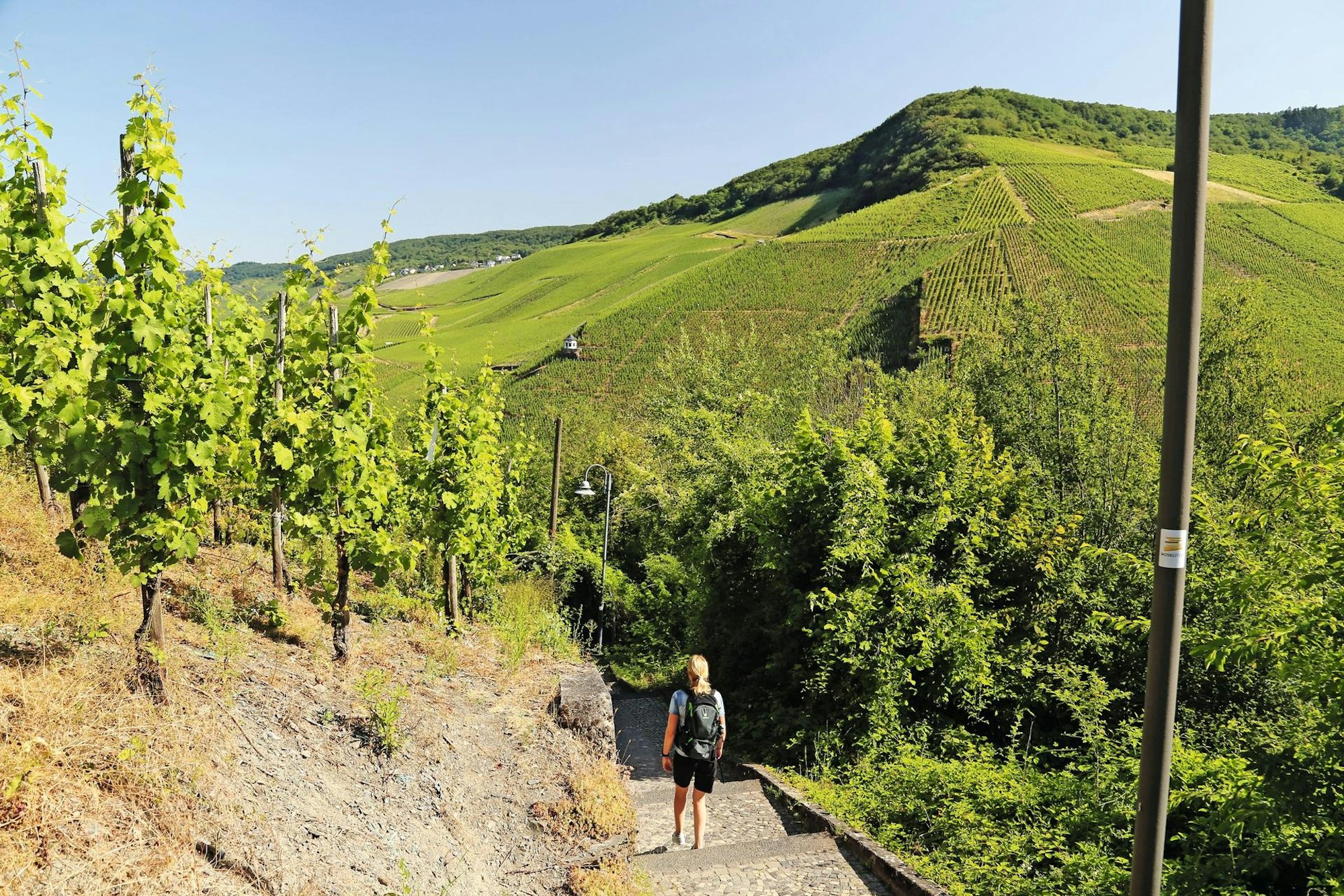 MOSEL15_Wandern auf dem Moselsteig und seinen Seitensprüngen (c) Thomas Sbikowski