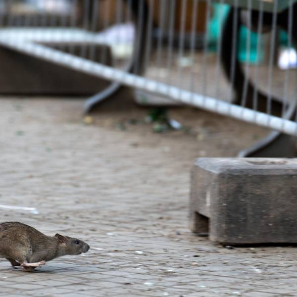Ratten_bereiten_Stae_62594833