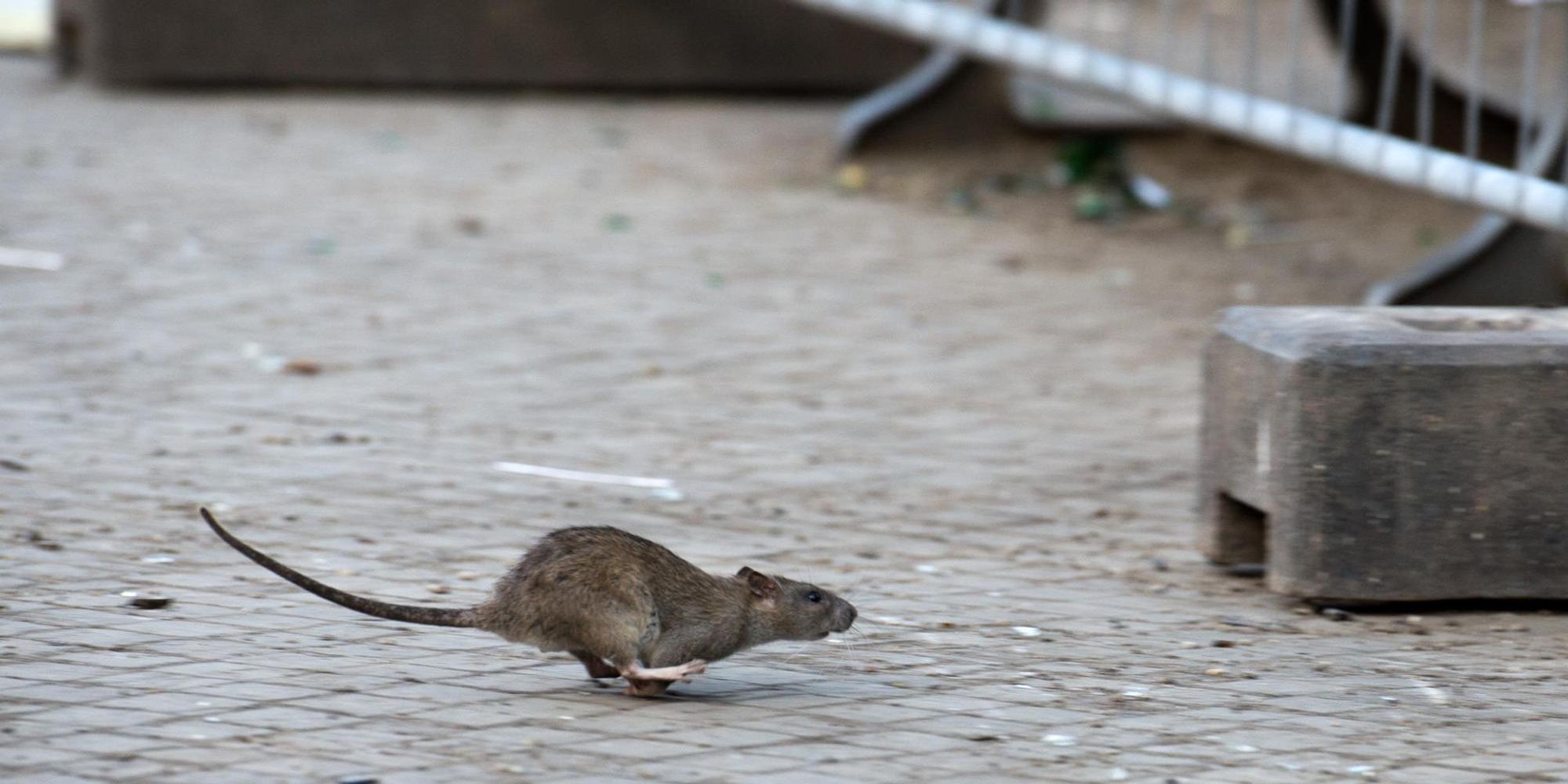 Ratten_bereiten_Stae_62594833