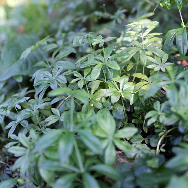 waldmeister ohne blüten