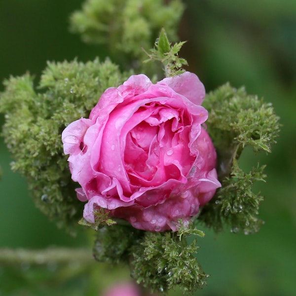 Moschusrose