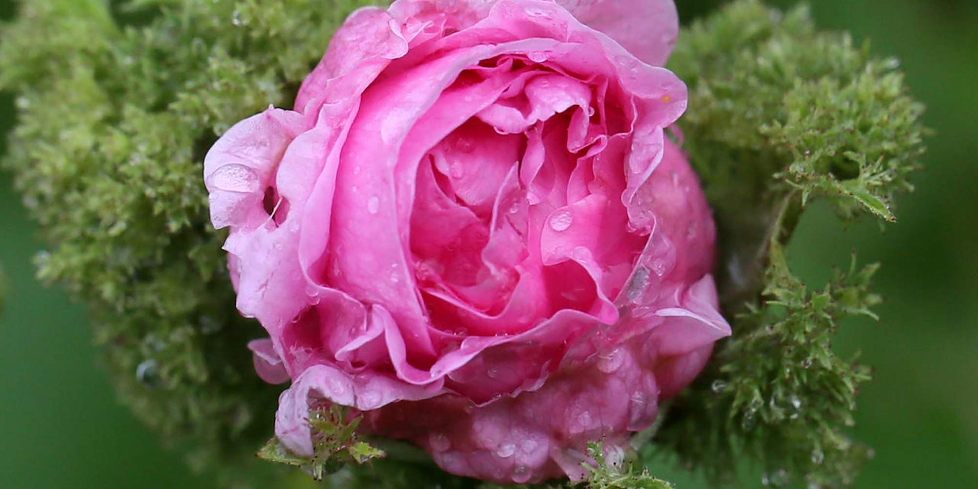 Moschusrose