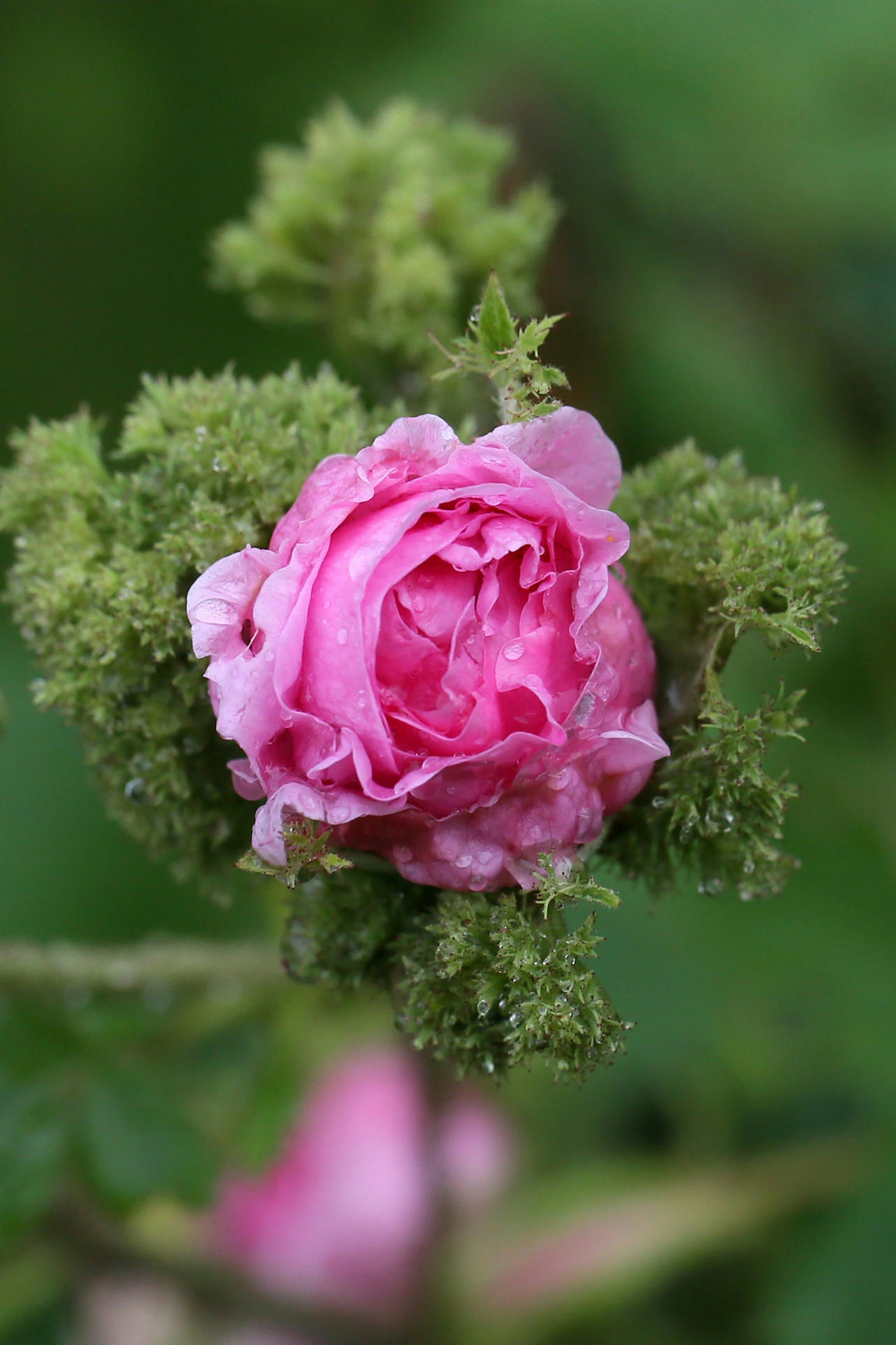 Moschusrose
