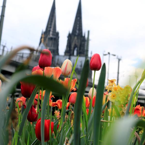 dom_blumenmeer002