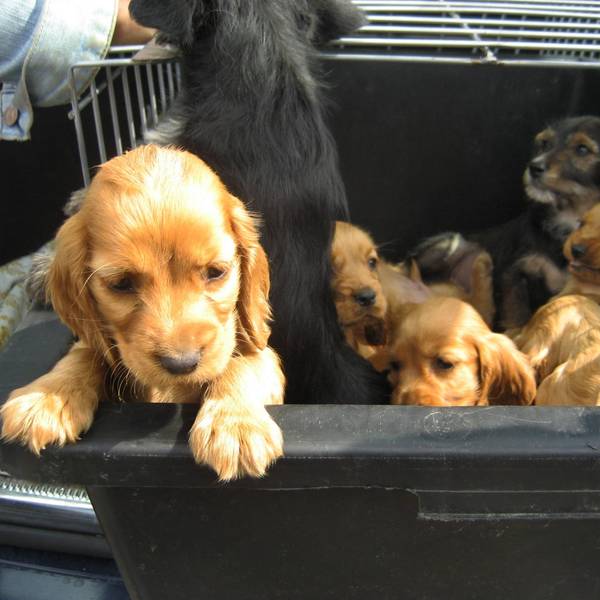 Welpen Tierhandel IMAGO