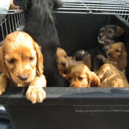 Welpen Tierhandel IMAGO