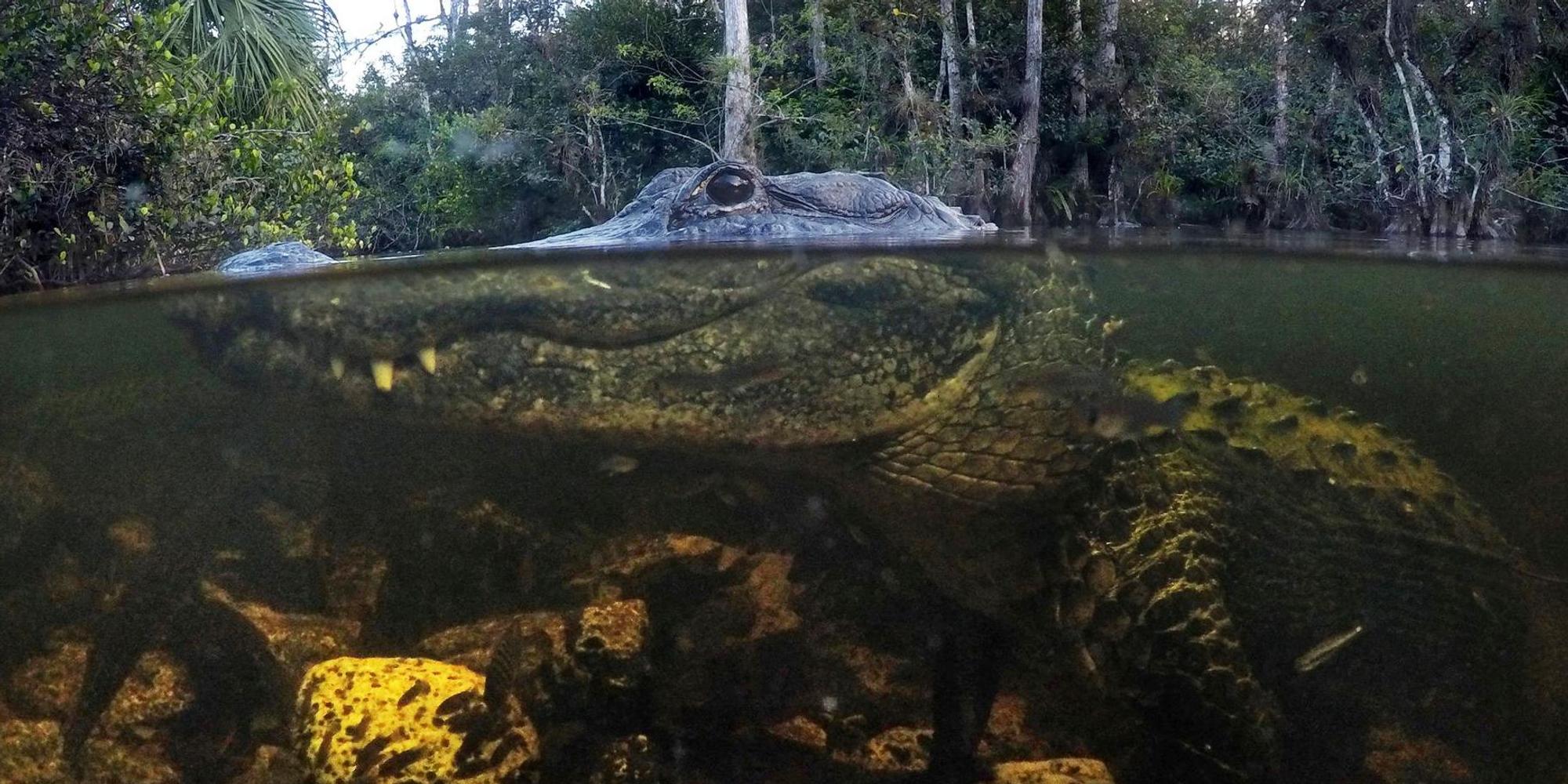 Alligator Symbol
