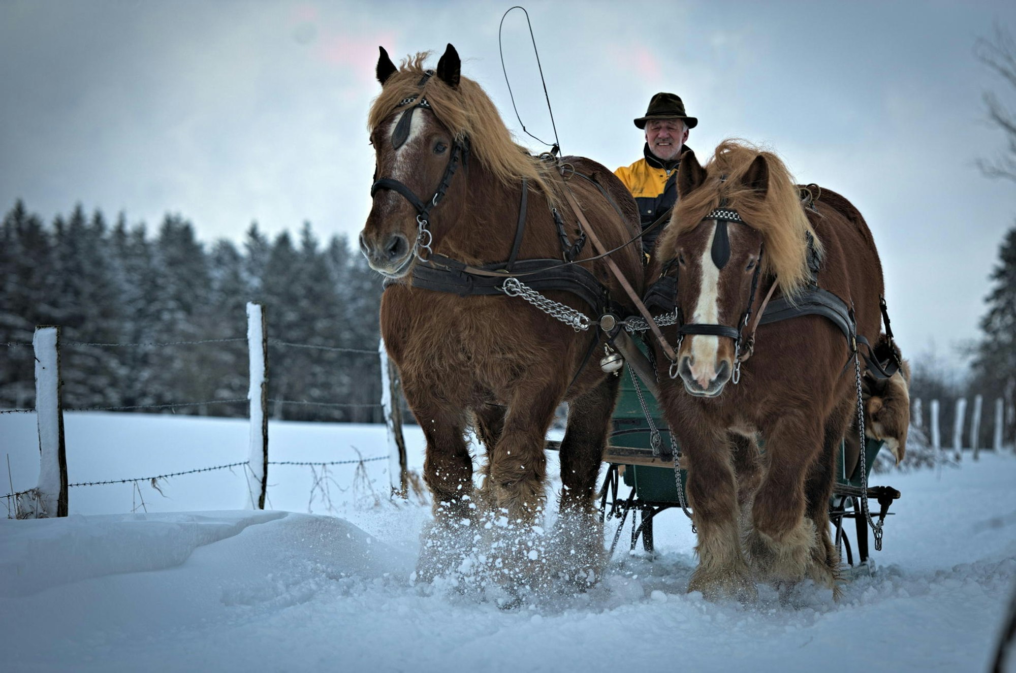 Pferdeschlittenfahrten Eifel Bauershof Akim Tierfotografie