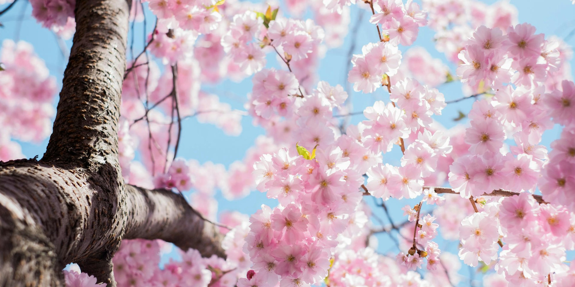 Kirschblüte arno-smit-88929