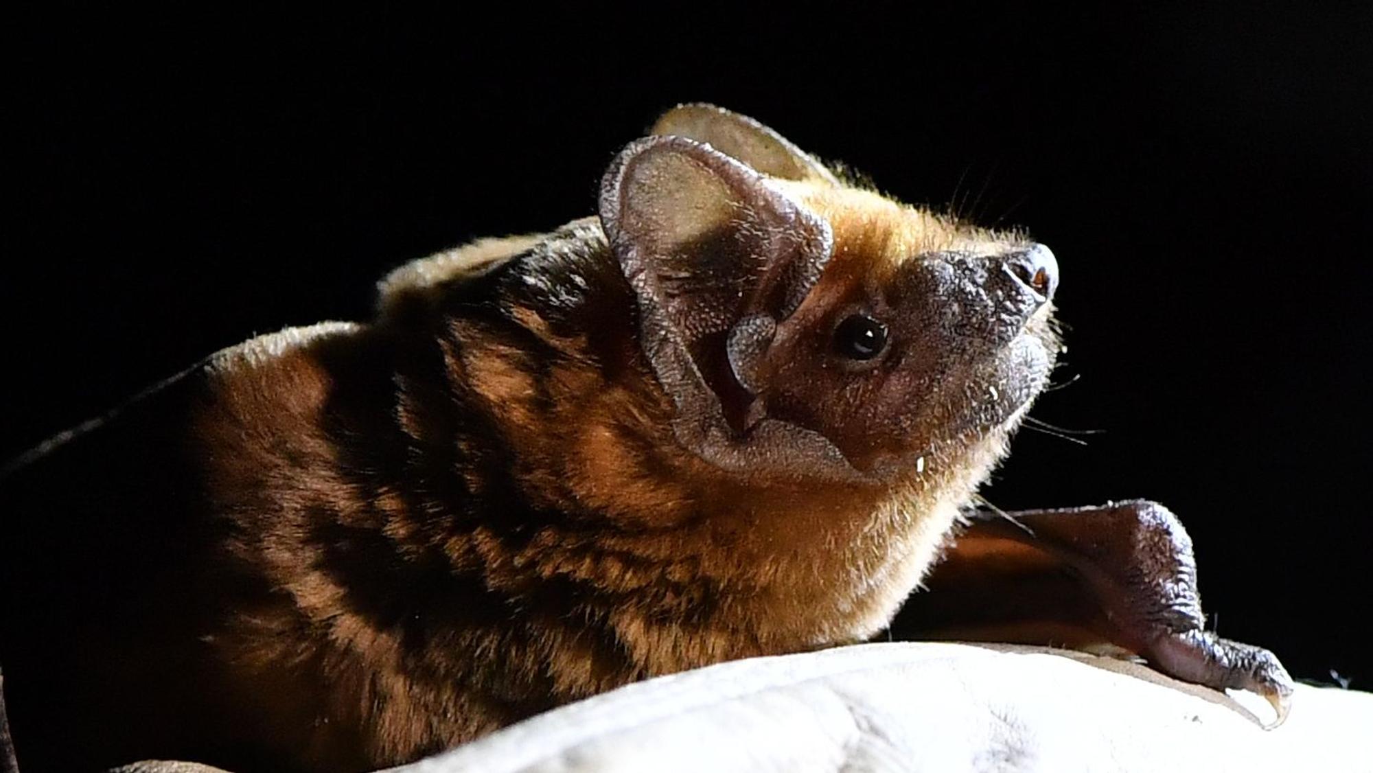 Eine Fledermaus von Nahem