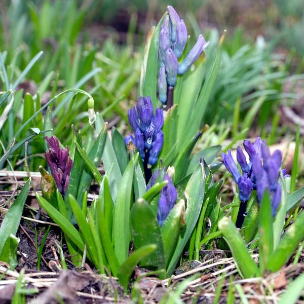 Garten Hyazinthen