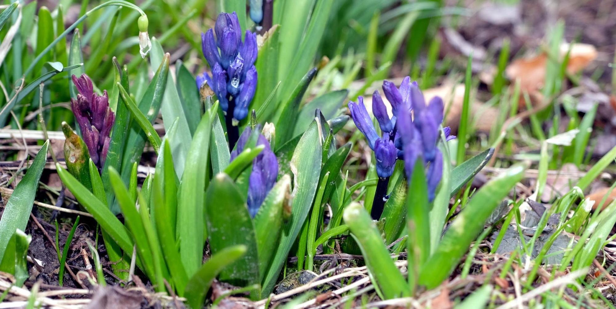 Garten Hyazinthen