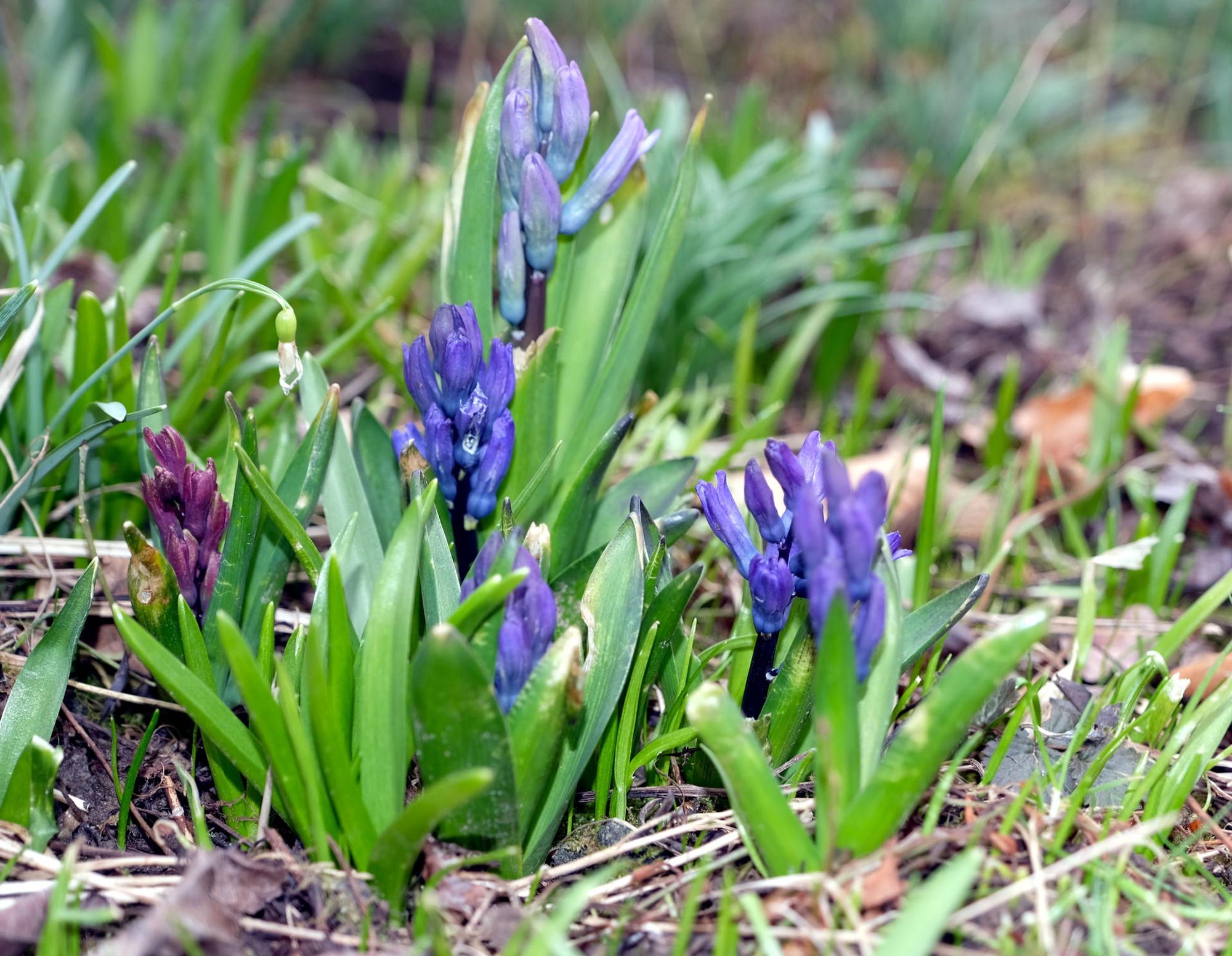 Garten Hyazinthen