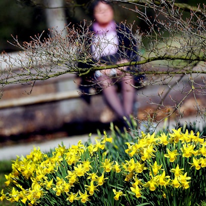 Frühling köln osterglocken parkbank
