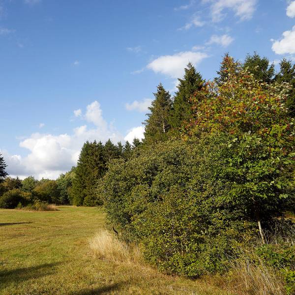 Kall Krischer_002