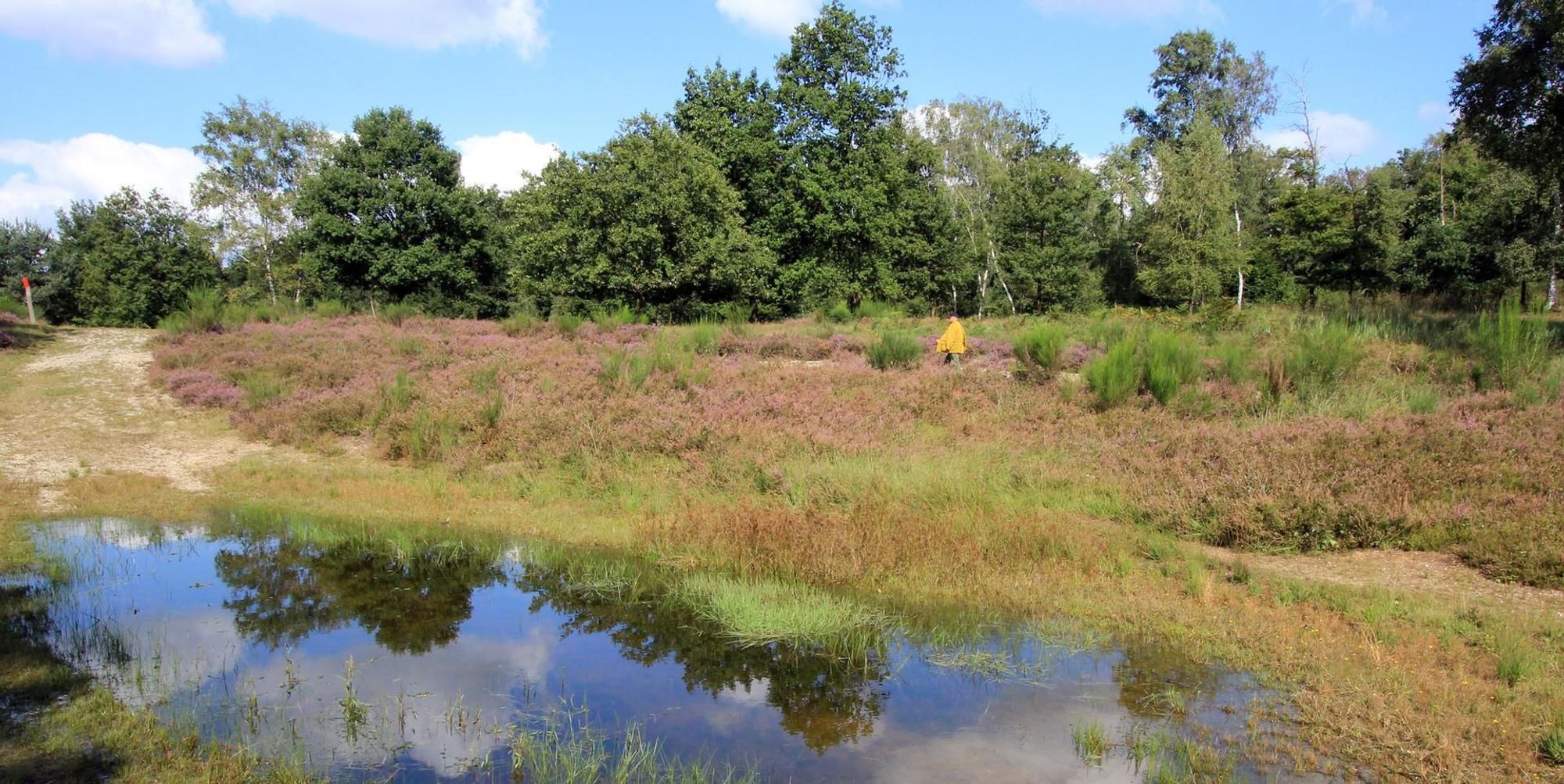 Wahner Heide dpa Tümpel Hühnerbruch