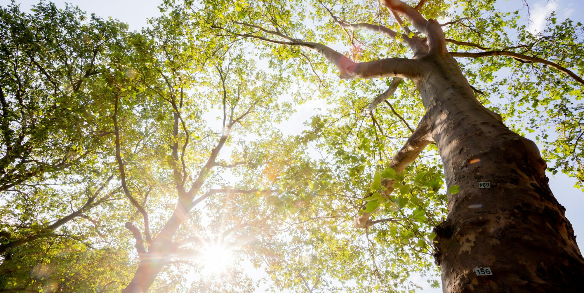 Umwelt Symbol 240821