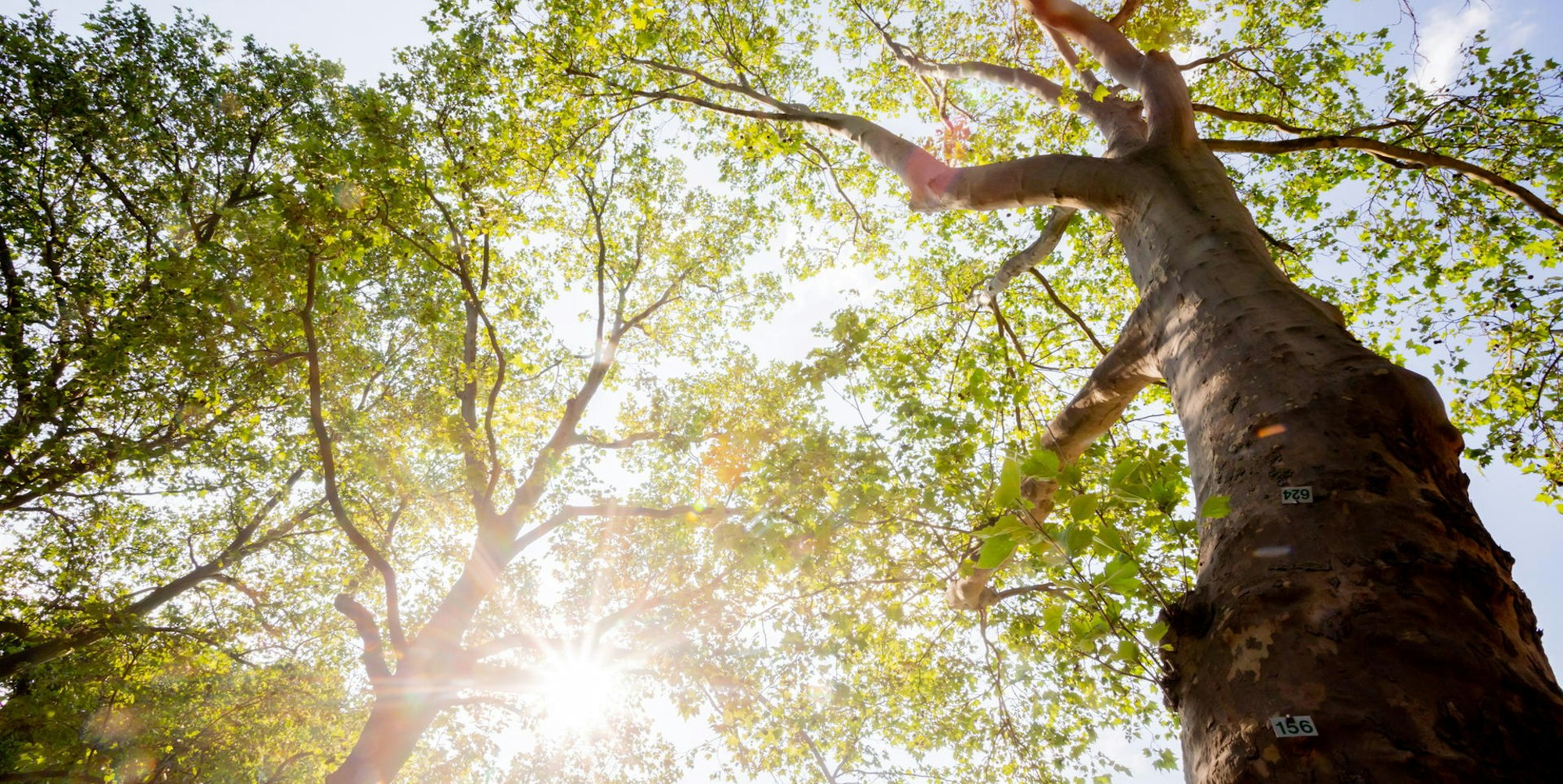 Umwelt Symbol 240821