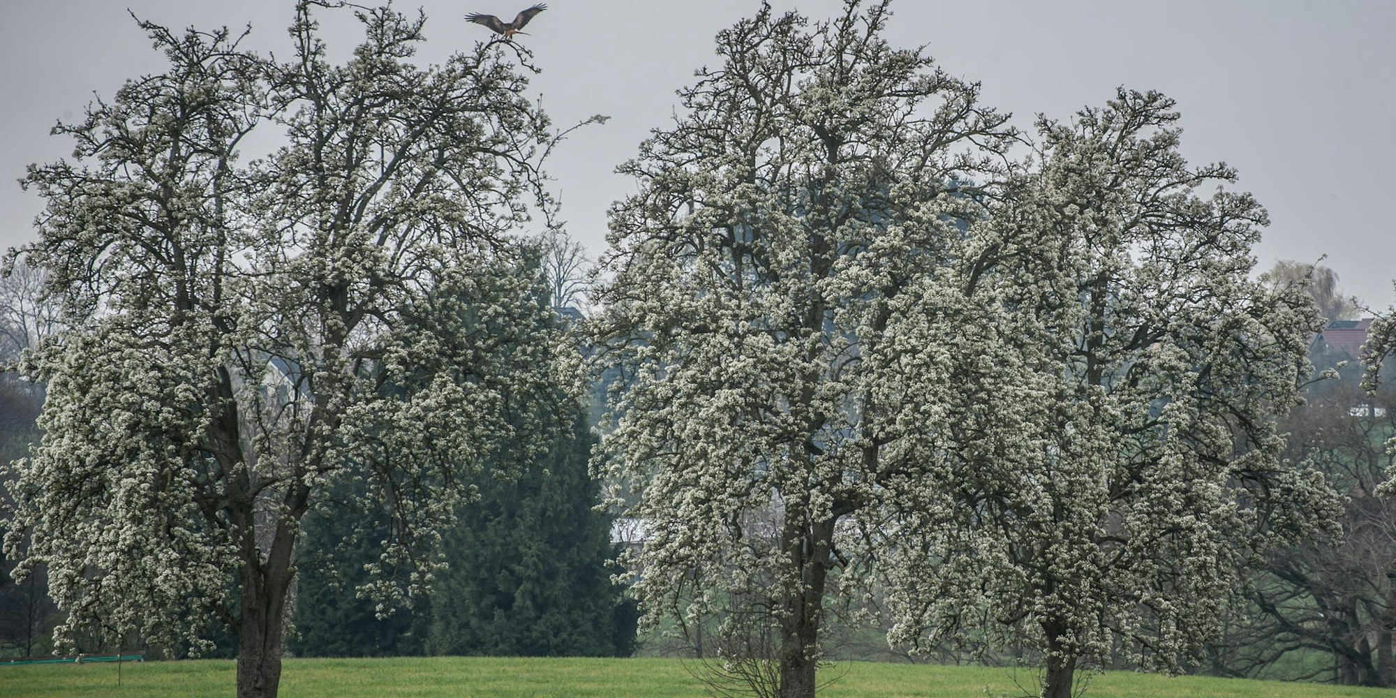 leichlingen-birnbaeume-_LE-leverkusen19042021ALF_0314