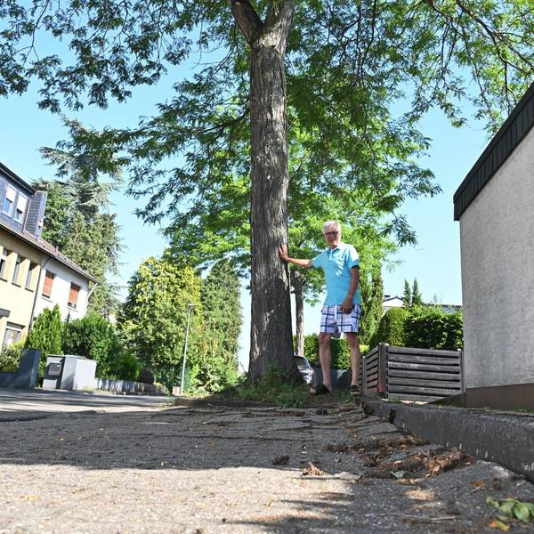 Gleditschie_001